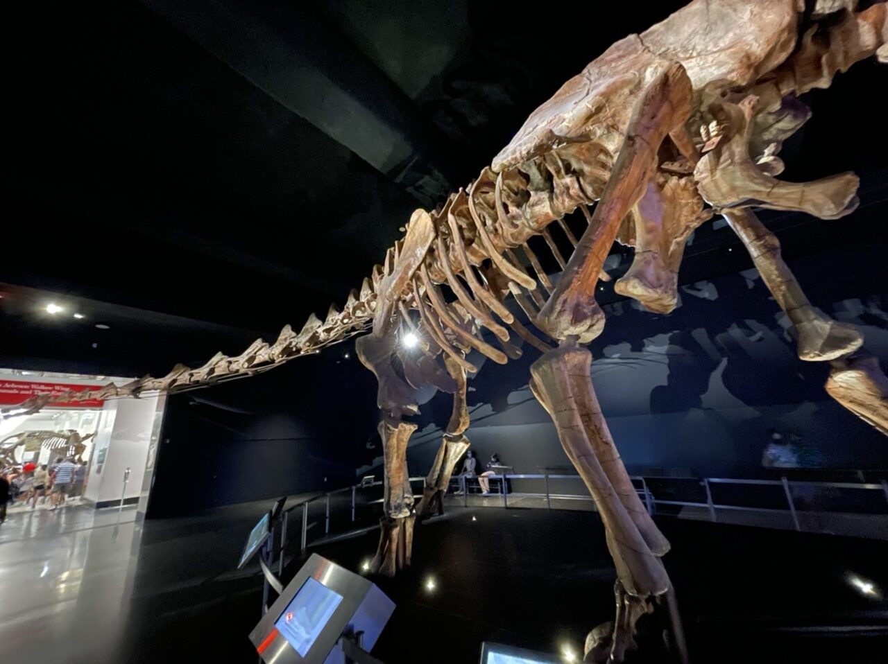 アメリカ自然史博物館の恐竜